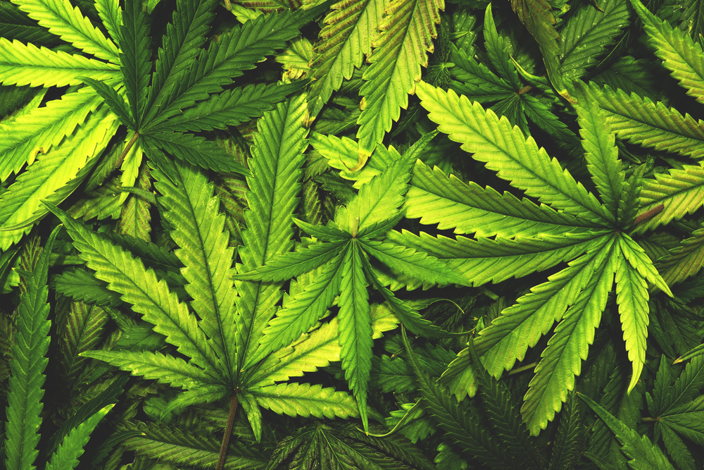Hojas de planta de marihuana